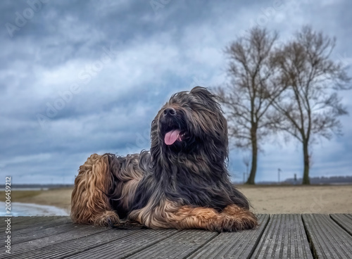 Canvastavla ein Briard