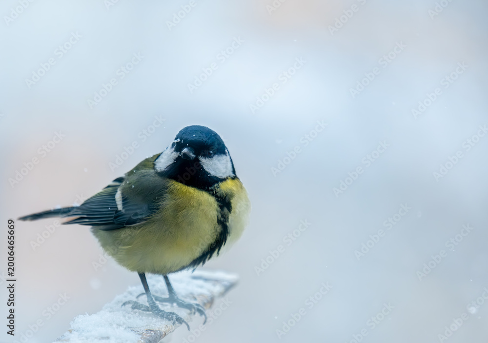 Fototapeta premium Bird titmouse in the feeder close-up.