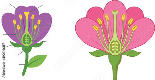 Tableau sur toile Set of two simple flower vector illustrations showing cross-section and front vi