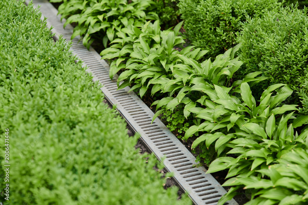 Obraz premium Lush green foliage lines a tranquil pathway in a peaceful garden setting