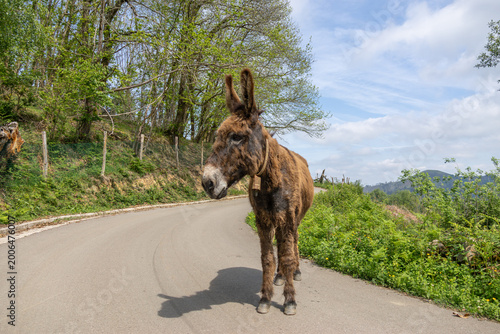Cute donkey with a bell standing on a mountain road in Asturias Spain