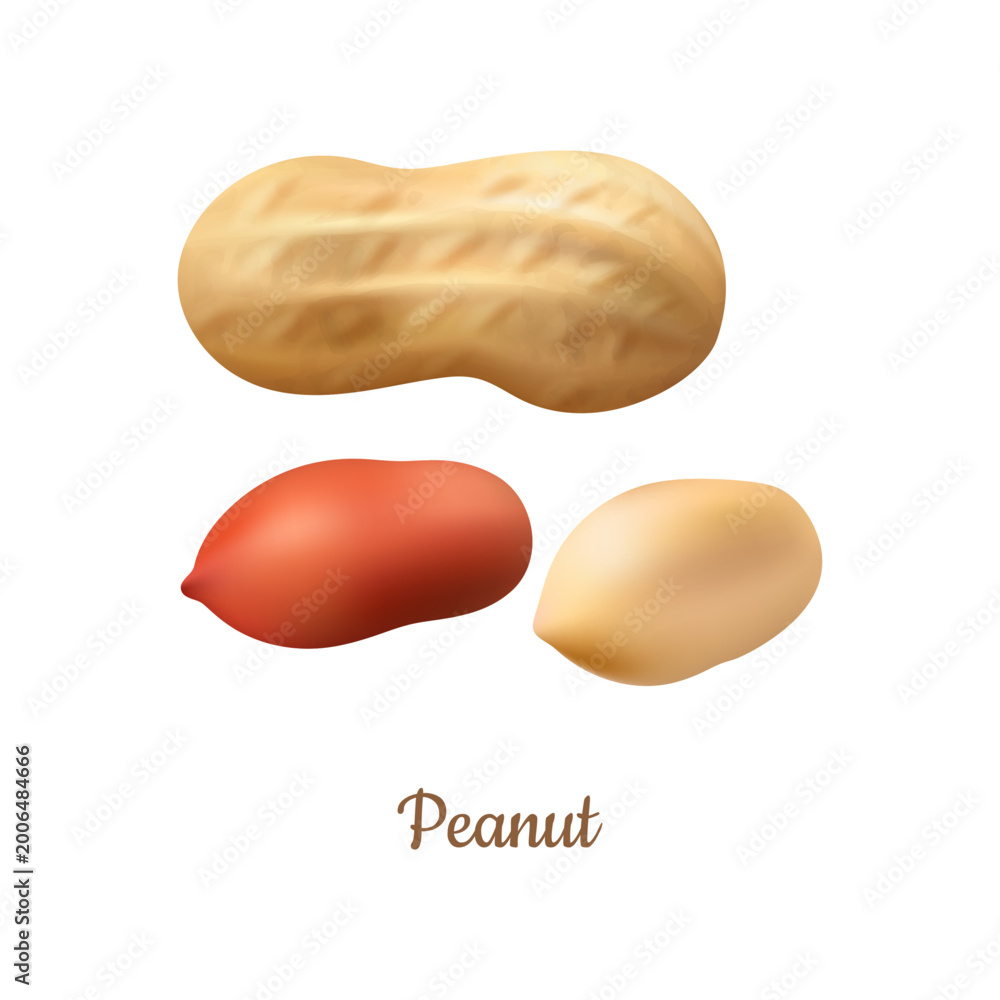 Fototapeta premium Peanuts shelled and with shell. Vector realistic groundnuts, natural farm product. Source of butter, oil and flour. Raw or roasted earthnuts. Vegetarians and vegan source of protein and vitamins