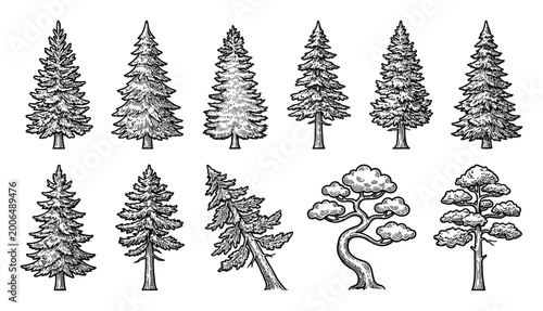 Foto Black and White Pine Tree Vector Illustrations
