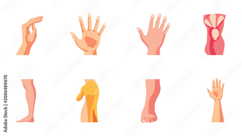Fototapeta premium Anatomy Display: A detailed anatomical illustration showcasing various body parts, including hands, arms, and legs. This visual educates and explores the intricate details of the human form.