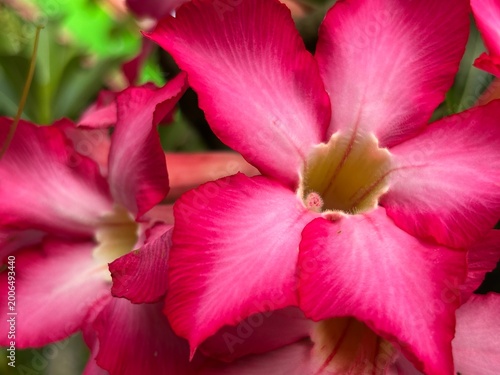 Beautiful pink desert rose flowers in full bloom. This detailed macro photography showcases the soft petals and vibrant colors of the adenium obesum plant against green leaves.