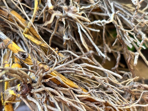 Macro shot of yellow and brown air roots. Detailed organic background highlighting the complex network of dried plant structures and natural textures.