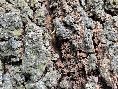 Macro photography of highly textured, dark brown and grey tree bark. Detailed natural background with deep crevices and an organic, rugged pattern.