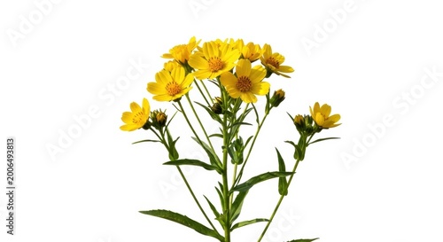 Vibrant yellow wildflowers on white background, blooming summer field flowers with green stems, botanical floral element for design