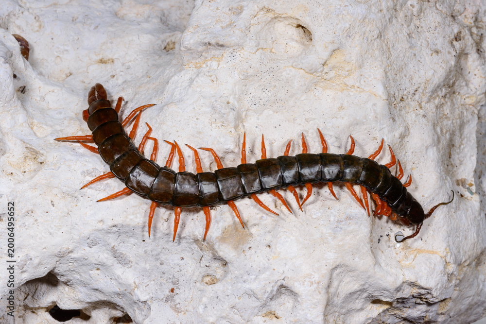 Fototapeta premium Scolopendra - predators occurring in southern Ukraine, particularly in the Odessa