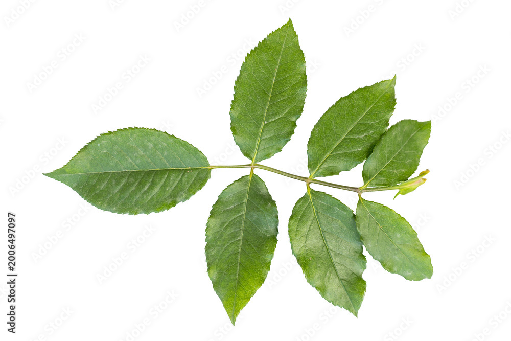 Naklejka premium Fresh green rose plant leaf