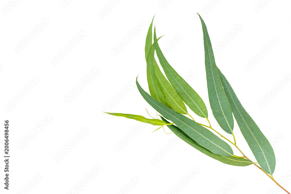 Fototapeta premium Eucalyptus branch with green leaves