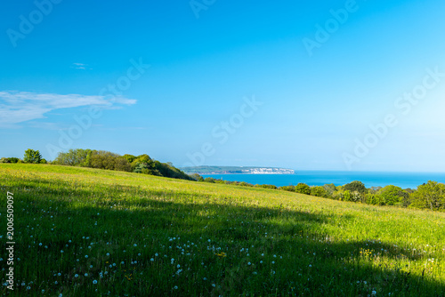 summer landscape with green grass and blue sky