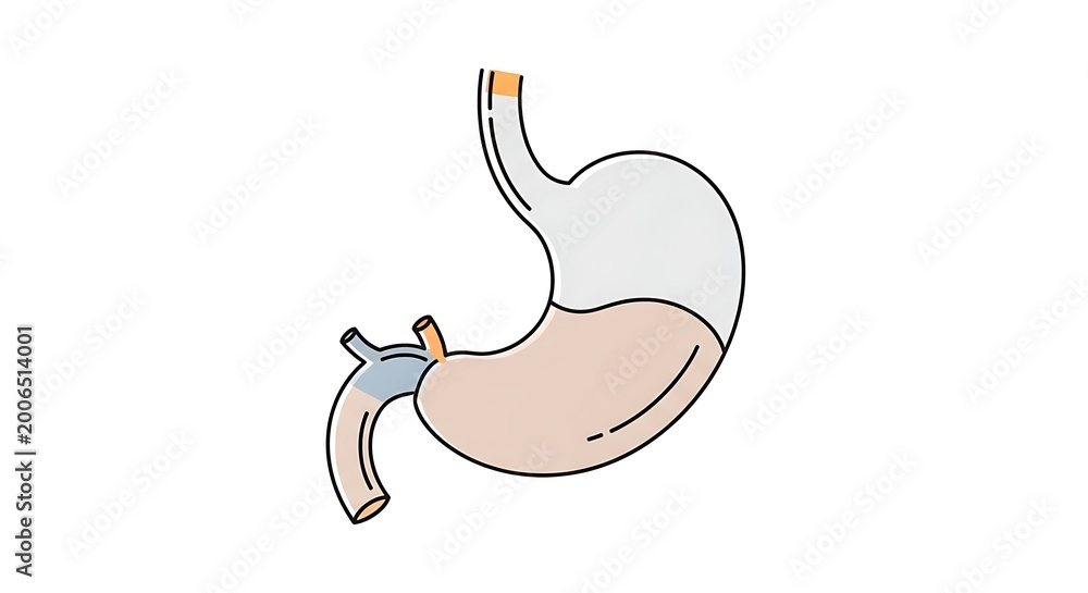 Fototapeta premium Human stomach anatomy illustration medical.