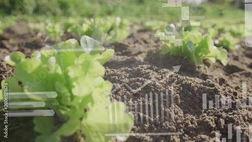 Overlays fading, camera pulling back as lettuce seedling growing and charts shifting, showing yield