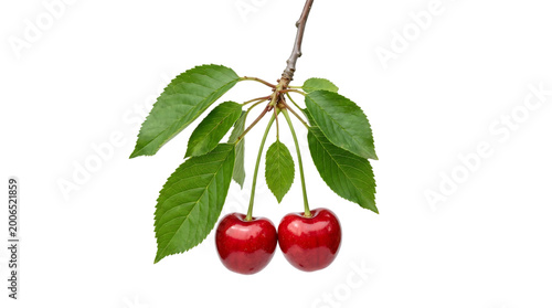 Two ripe cherries with green leaves on a branch against black background