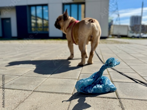 Bild auf Leinwand Bags for pet excrement on the background of a French bulldog dog