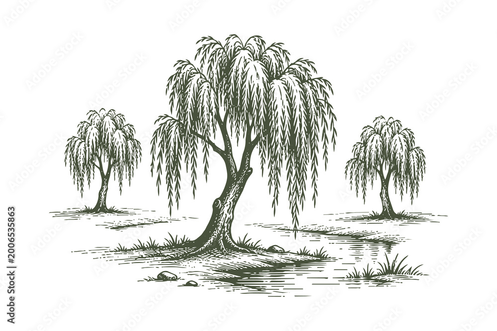 Fototapeta premium Weeping willow tree vector illustration in hand drawn line art style for lakeside scenery and romantic landscape environment design