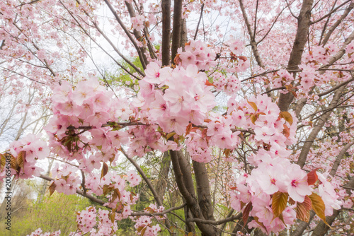 pink cherry tree