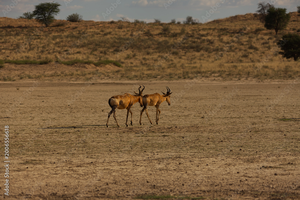 Fototapeta premium Two Red Hartebeest in the Dry Nossob Riverbed Kgalagadi Transfrontier Park 17171