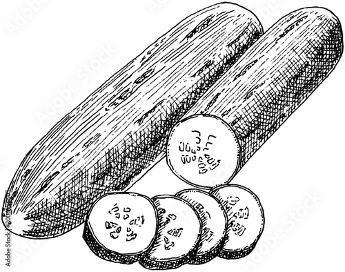 Cucumber fresh vegetable hand drawn vintage engraving illustration isolated