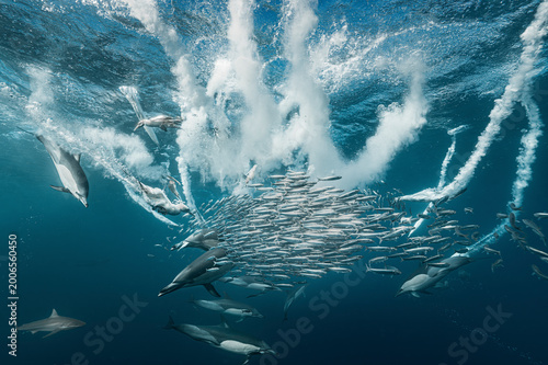 Foto Dynamic underwater scene of dolphins hunting a bait ball surrounded by schooling fish, with a shark joining the feeding frenzy
