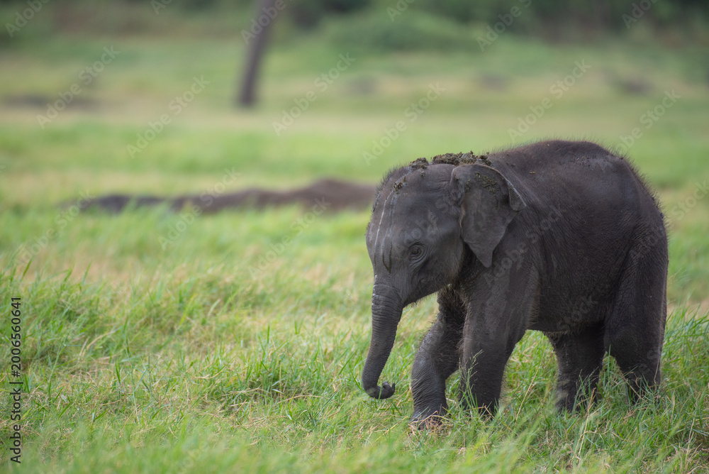 Obraz premium Life in the Herd: Authentic Storytelling of Sri Lankan Elephant Behaviors