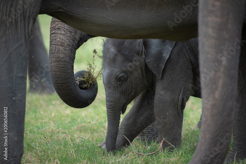 Life in the Herd: Authentic Storytelling of Sri Lankan Elephant Behaviors