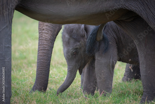 Life in the Herd: Authentic Storytelling of Sri Lankan Elephant Behaviors