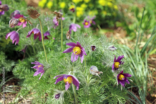 Foto Macro image of Pasqueflower blooms in Spring, Derbyshire England