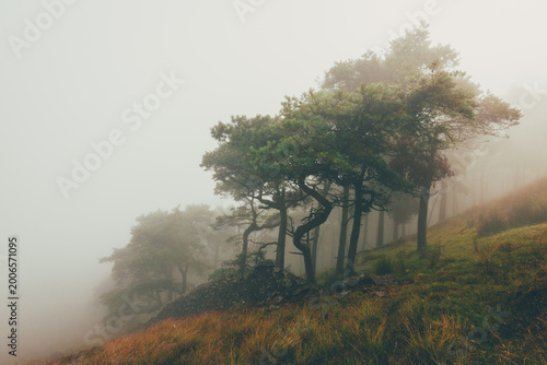 Φωτογραφία Gnarly Scots Pine trees shrouded in dense morning fog on a grassy hillside in the Yorkshire Dales, North England