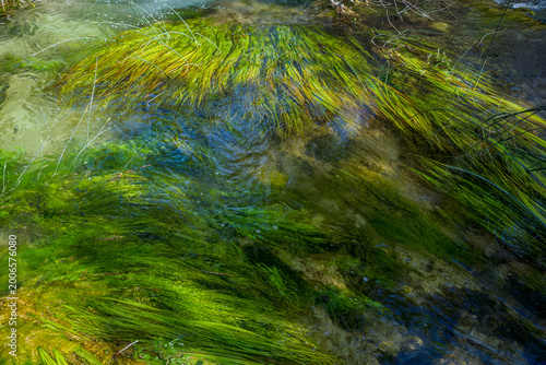 Valokuva Krka Waterfalls National Park, Croatia: Green aquatic plants swaying in clear fl