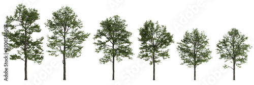 Set Populus przewalskii trees 3d illustration on transparent background