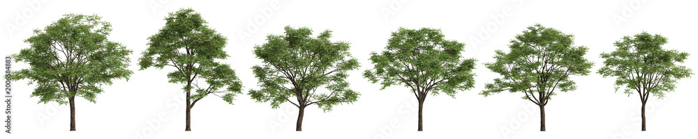 Fototapeta premium Set Toona sinensis trees 3d illustration on transparent background