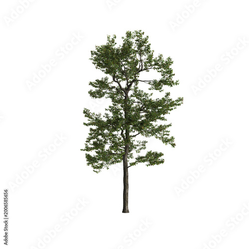 Populus przewalskii tree 3d illustration on transparent background