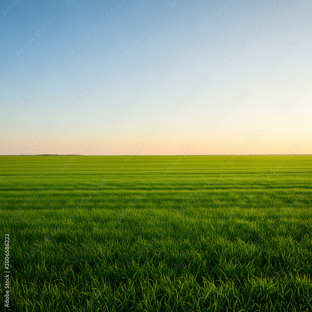 Fototapeta premium Vibrant green field under a clear blue sky at sunset peaceful landscape.