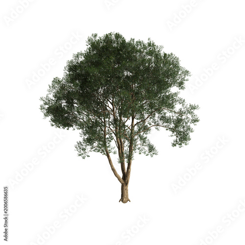 Ligustrum lucidum tree 3d illustration on transparent background