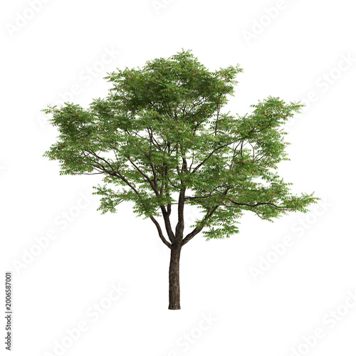 Toona sinensis tree 3d illustration on transparent background