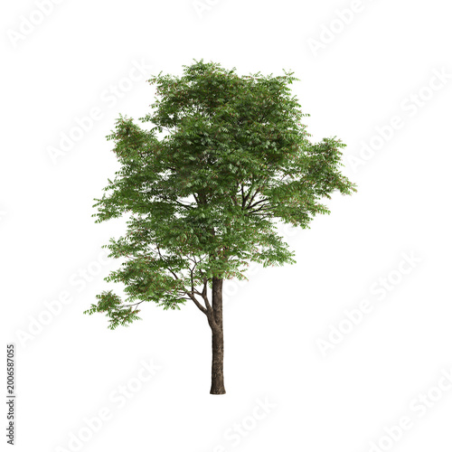 Toona sinensis tree 3d illustration on transparent background