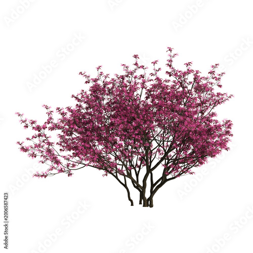 Loropetalum chinense tree 3d illustration on transparent background