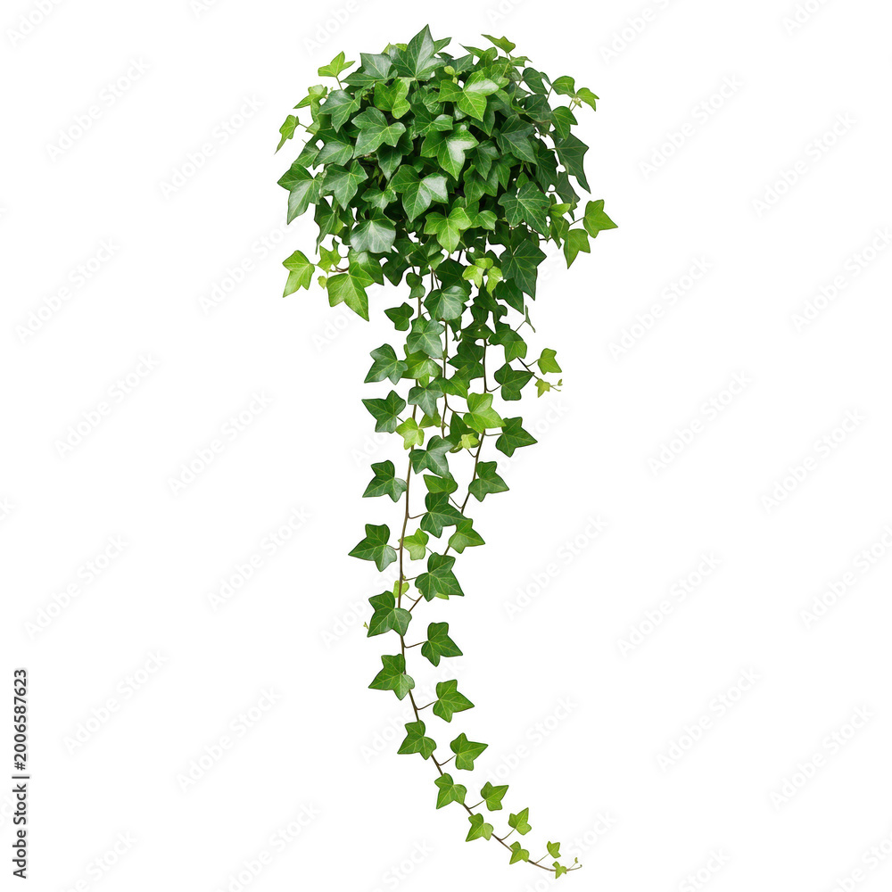Naklejka premium Cascading green ivy vines hanging down isolated on black background