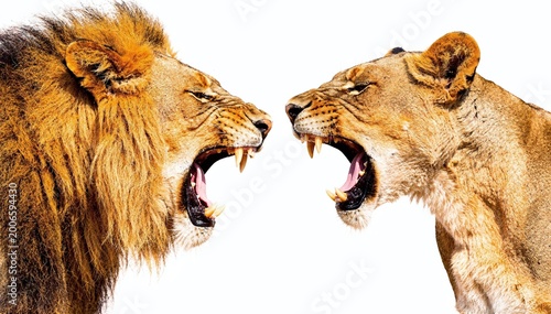 Powerful confrontation between a roaring male lion and a growling female lioness, showcasing their fierce expressions and sharp fangs on a clean white background