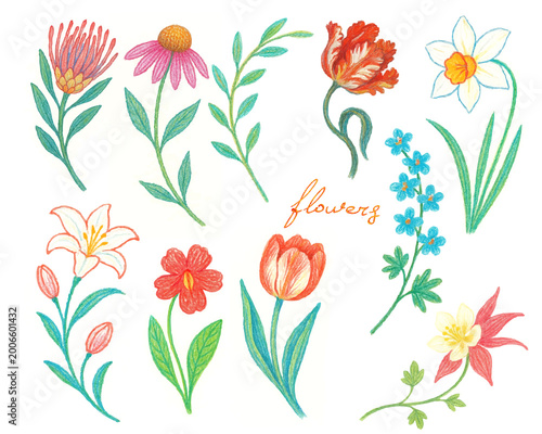 Flowers, different varieties, exotic, field, garden, flower bed, bouquet, colored pencils, watercolor, hand drawing
