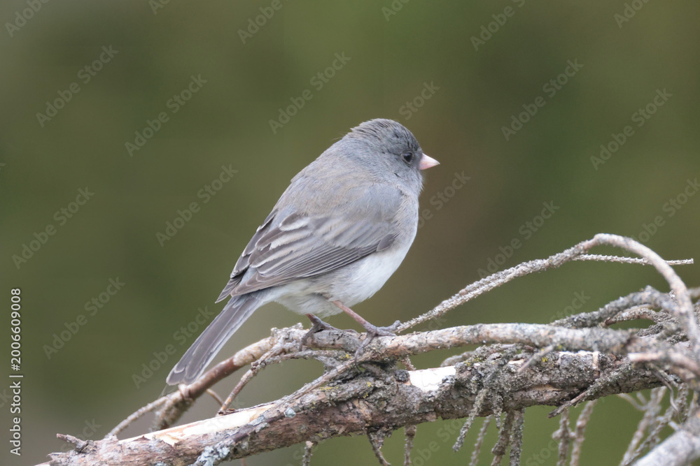 Fototapeta premium Juncos in spring around feeder