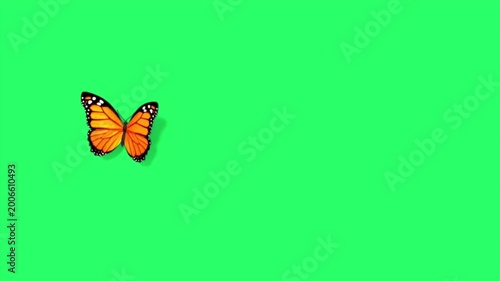 Monarch butterfly flying isolated on green screen chroma key background 4k animation nature insect motion