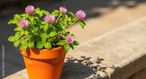 Vibrant red clover plant with lush green leaves and pink blossoms grows healthily inside a rustic orange terra cotta pot on a sunny ledge, foliage, gardening, natural