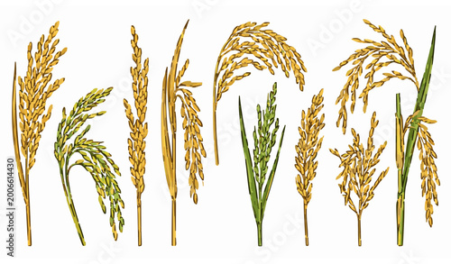 Tablou pe pânză Realistic rice panicle vector set with detailed oryza sativa asian rice plants i