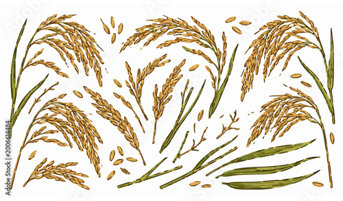 Tableau sur toile Realistic rice panicle vector collection with oryza sativa grains stems and leav