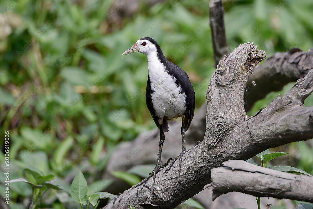 Fototapeta premium Adult White-breasted Waterhen (Amaurornis phoenicurus) perched on a fallen tree branch in a swampy area. This common waterbird is captured in full body, showcasing its clean white face and breast agai
