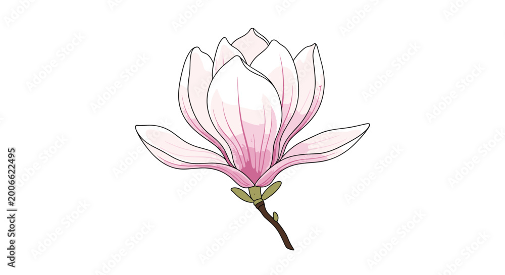 Obraz premium Stunning magnolia flower with soft pink petals is shown in full bloom on its branch in a botanical illustration style.