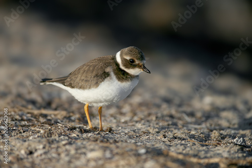 A juvenile Common Ringed Plover (Charadrius hiaticula) standing on a sandy shore in the golden morning light.